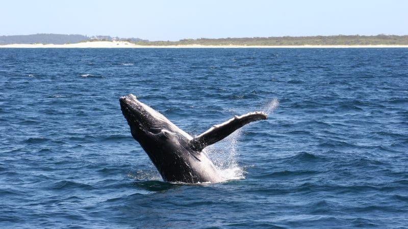 Majestic humpback whale breaching close to shore on a Port Stephens whale watching tour with Colourful Collective Travel, 1-day adventure.