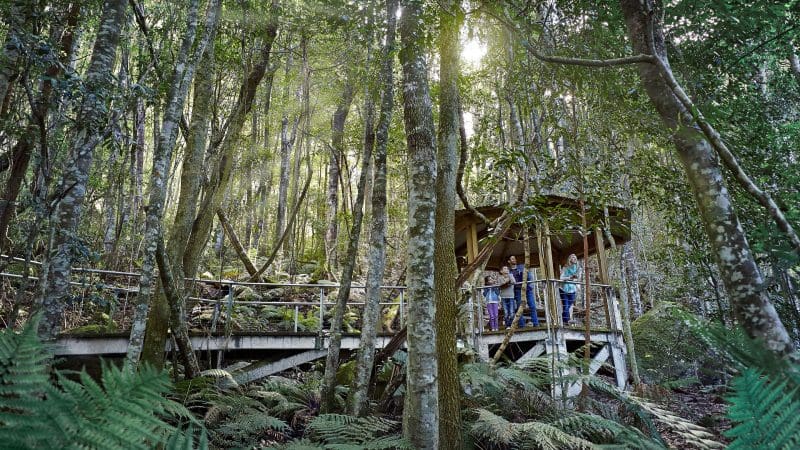 Visitors explore a lush, dense forest along a wooden boardwalk on the Blue Mountains All-Inclusive Signature Day Tour experience.