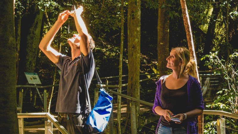 Two adventurers on a wooden walkway in a brightly lit forest, enjoying a Hop On Hop Off tour experience surrounded by lush greenery.