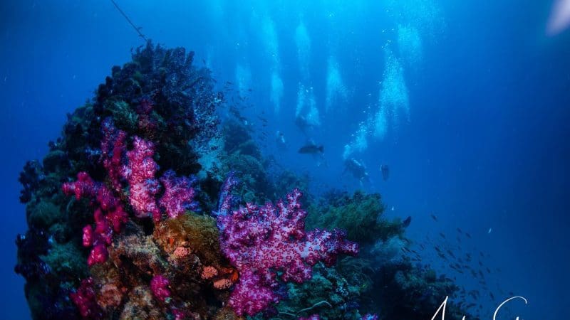 Vibrant coral reef with diverse marine life and expert divers, showcasing top-rated Yongala Day Trip experience for certified divers.