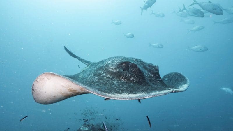 A majestic stingray glides through crystal-clear blue waters—an unforgettable sight on a Yongala Day Trip for qualified divers.