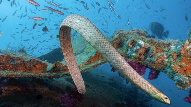 A striking banded sea snake glides by a vibrant coral reef teeming with darting fish on a Yongala Day Trip for qualified divers.