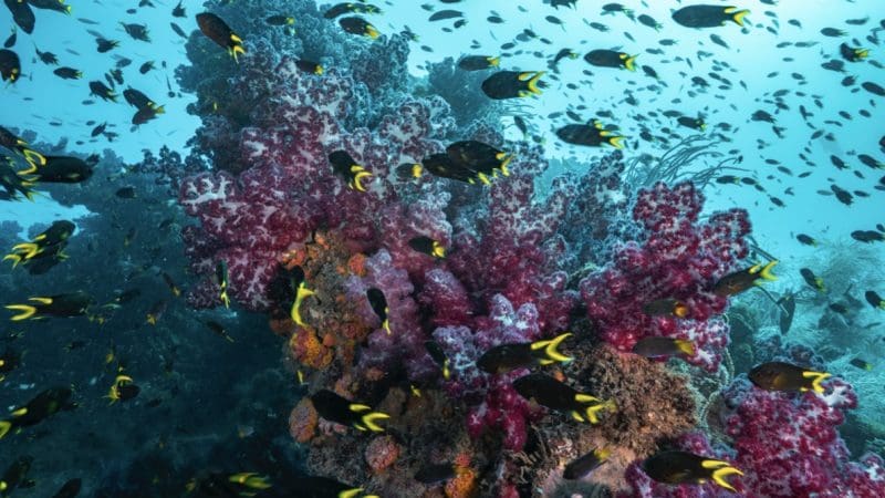 Explore a stunning coral reef teeming with vibrant purple and pink corals—ideal for certified divers on a Yongala Day Trip adventure.