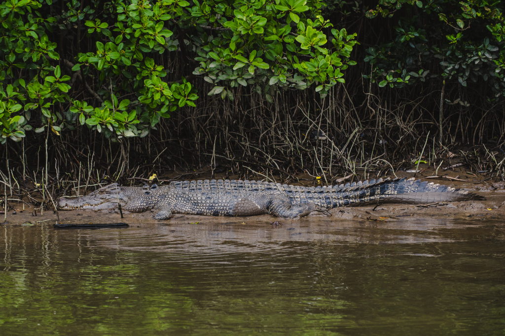 A large crocodile basking on a muddy riverbank under lush green bushes, seen on a 1 Hour Daintree River Cruise, Queensland.