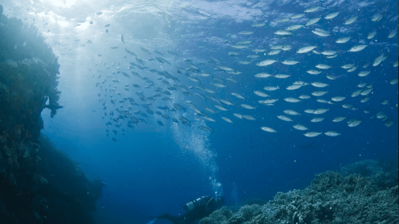 fish in the ocean
