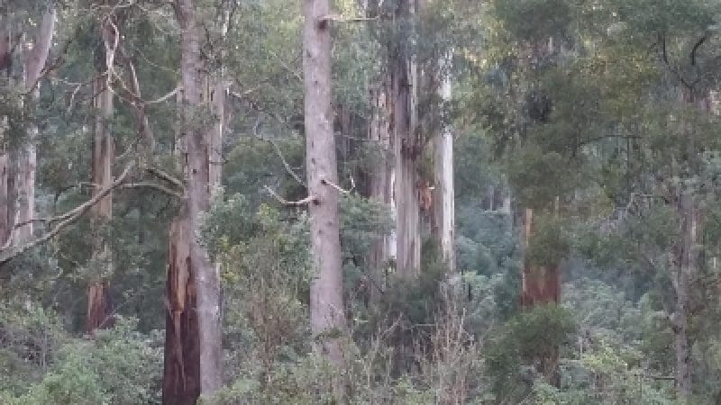 Majestic eucalyptus trees tower in the lush Dandenong Ranges, their dense green foliage glowing as sunlight streams through branches.
