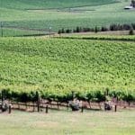 Scenic Yarra Valley vineyard with vibrant green vines over rolling hills, ideal for wine tasting in clear, sunny weather.