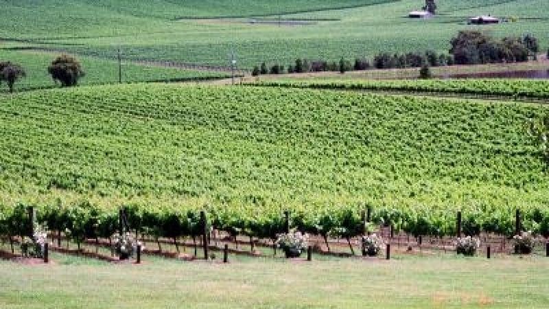 Scenic Yarra Valley vineyard with vibrant green vines over rolling hills, ideal for wine tasting in clear, sunny weather.