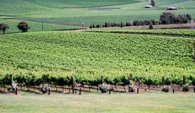 Scenic Yarra Valley vineyard with vibrant green vines over rolling hills, ideal for wine tasting in clear, sunny weather.