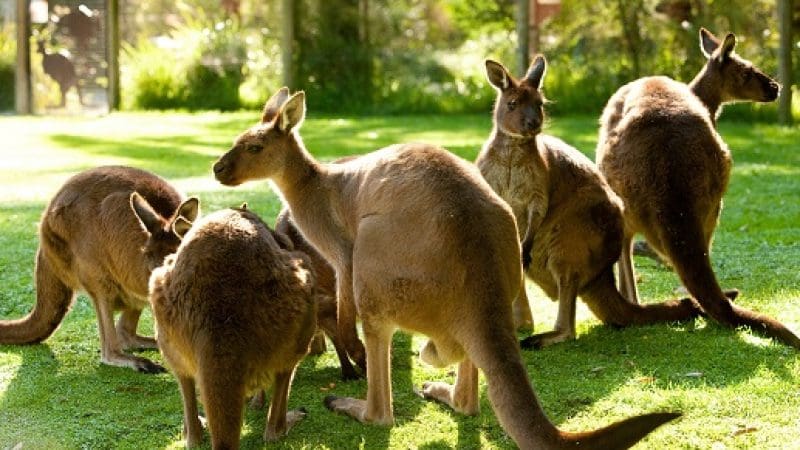 Multiple kangaroos grazing on lush green grass at Healesville Wildlife Sanctuary, framed by sunlit trees and wooden fences in the background.
