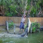 Visitor feeding a massive upright crocodile inside a secure enclosure at Hartleys Crocodile Adventures Half-Day tour experience.