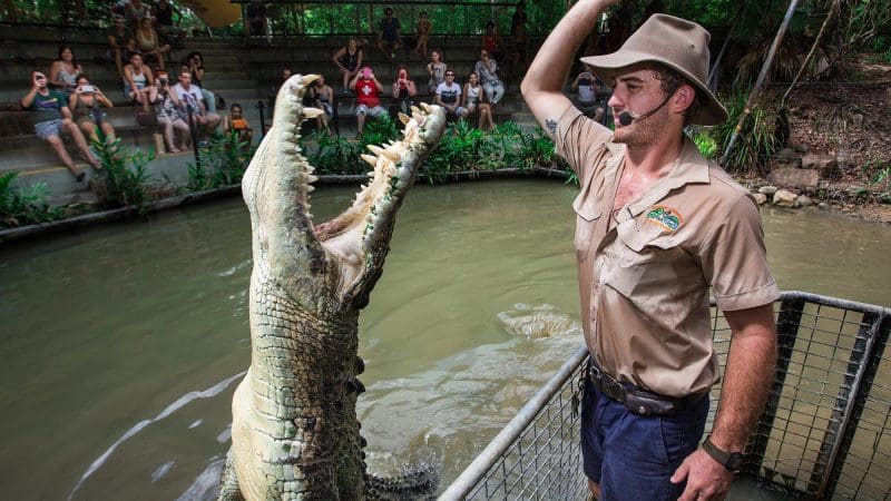 A massive crocodile emerges beside a zookeeper at Hartleys Crocodile Adventures Half Day, captivating and thrilling the excited crowd.