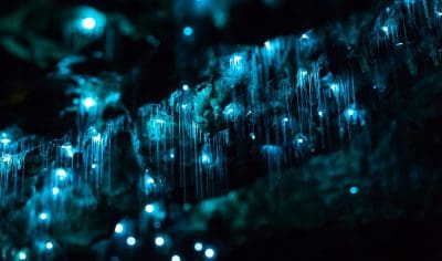 Waitomo Glowworm Caves' glowing blue glow-worms dangle from the dark ceiling like stars, illuminating the famous New Zealand cave.