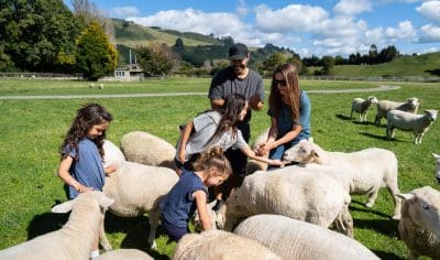 A family of five on a Private Tour feeds sheep in a lush green field, surrounded by scenic hills and trees under a clear sky.