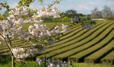 Vibrant cherry blossoms frame lush Zealong Tea fields under a clear blue sky, showcasing scenic New Zealand tea plantation beauty.