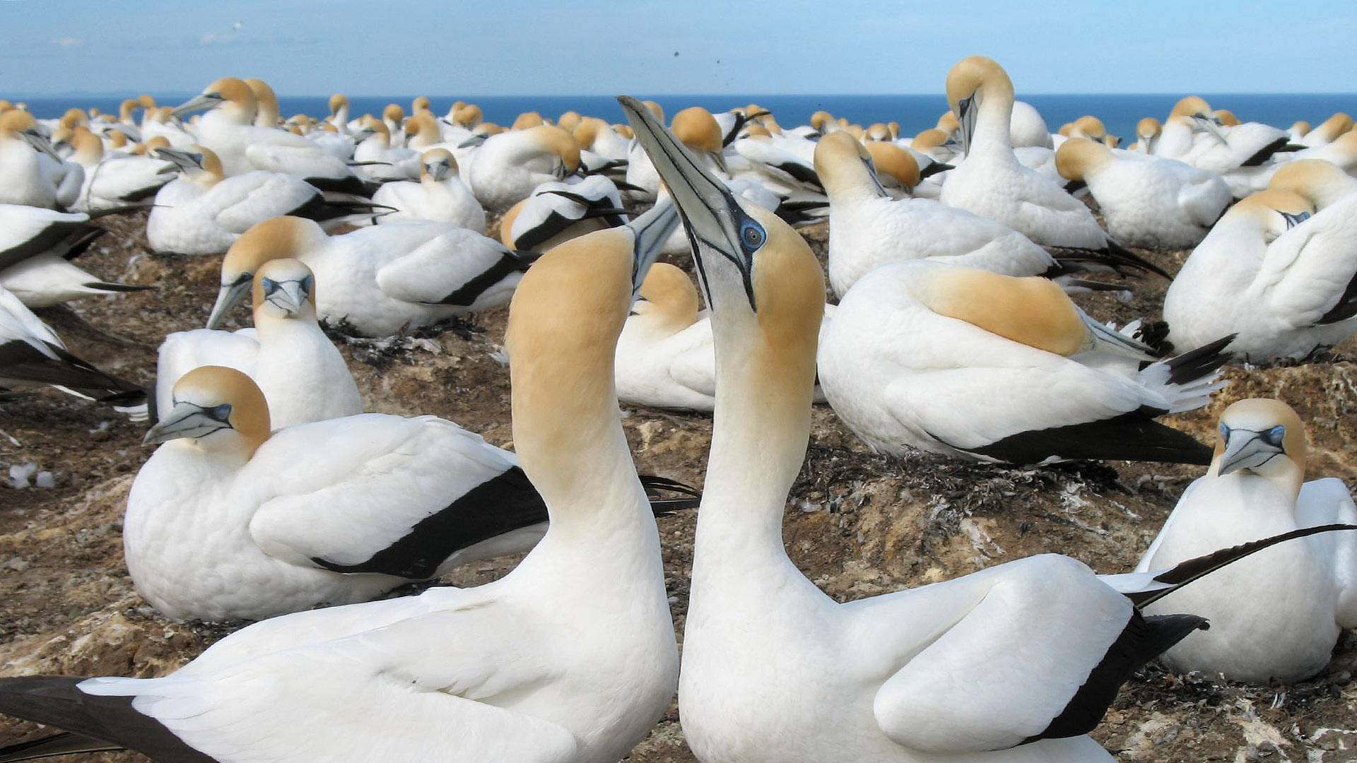 A flock of white seabirds with yellow heads perches on the rocky Muriwai Beach shoreline, New Zealand, beside the blue ocean waves.