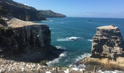 Stunning rocky cliffs at Muriwai Beach with nesting white seabirds, set above a vibrant blue ocean and clear sky, New Zealand coastal view.