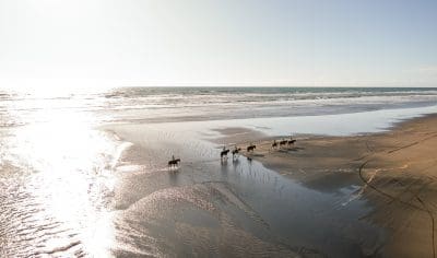 A group on a private horse-riding tour explores Muriwai Beach’s expansive sandy shoreline beneath a bright, cloudless sky.