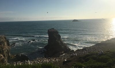Seabirds perch on rugged Muriwai Beach cliffs at sunset, waves crashing below, island visible, under a vivid, cloudless sky.