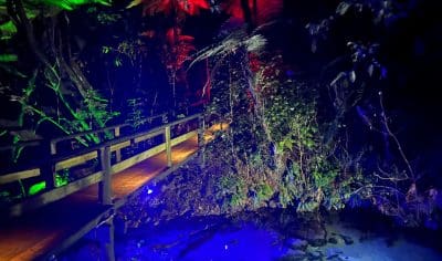 Enchanting wooden bridge illuminated by vibrant night lights in a lush forest, hosting an unforgettable Māori Evening Dinner event.