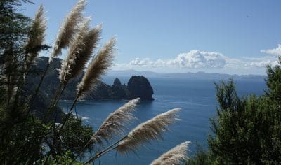 Lush green trees and tall grasses overlook the vibrant blue Bay of Islands sea and scenic distant mountains, ideal for a coastal tour.