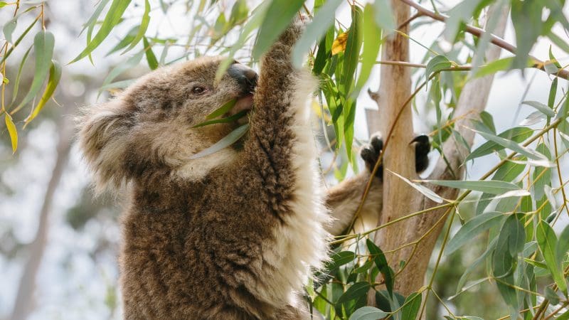 Koala climbing eucalyptus tree on 1 Day Phillip Island Penguin Parade Koalas General Viewing tour—wildlife highlight experience.