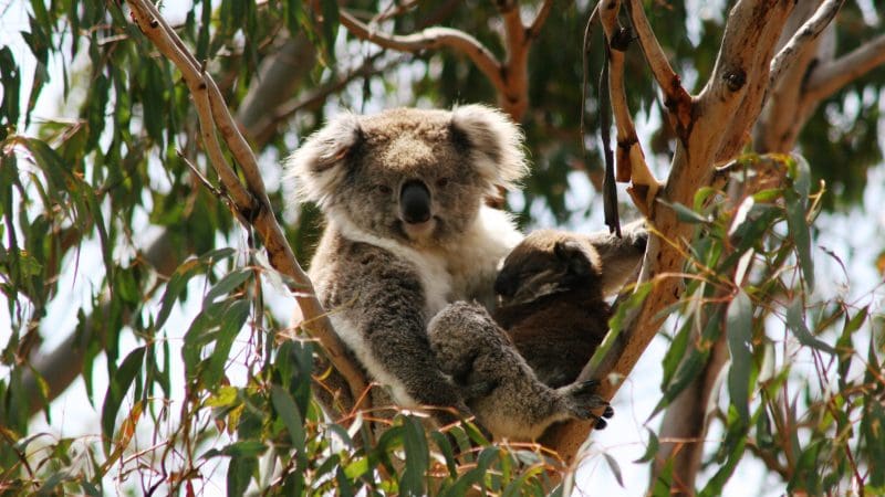 Adorable koala and joey perched in a eucalyptus tree, reminiscent of sightings on the Phillip Island Penguin Parade Koalas tour.