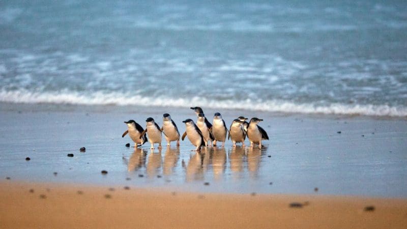 Experience the famous Phillip Island Penguin Parade: adorable penguins gather on glistening wet sand, framed by gentle ocean waves.