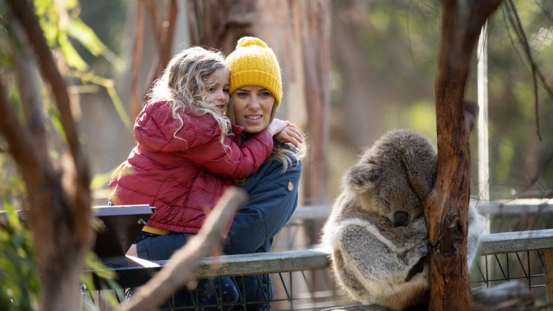 A woman in a yellow hat and child observe a sleeping koala during a Phillip Island Penguin Parade & Koala Tour with general viewing.