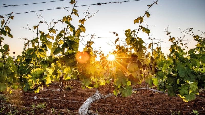 Golden sunlight filtering through vibrant green grapevines at sunset on a Hunter Valley wine tour, highlighting lush rows and irrigation pipes.