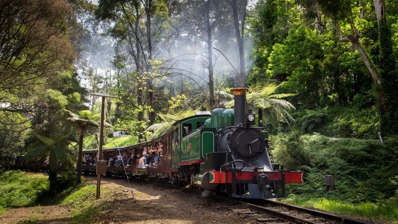 The iconic Puffing Billy Steam Train winds through a vibrant, green forest as delighted passengers take in the breathtaking scenery.
