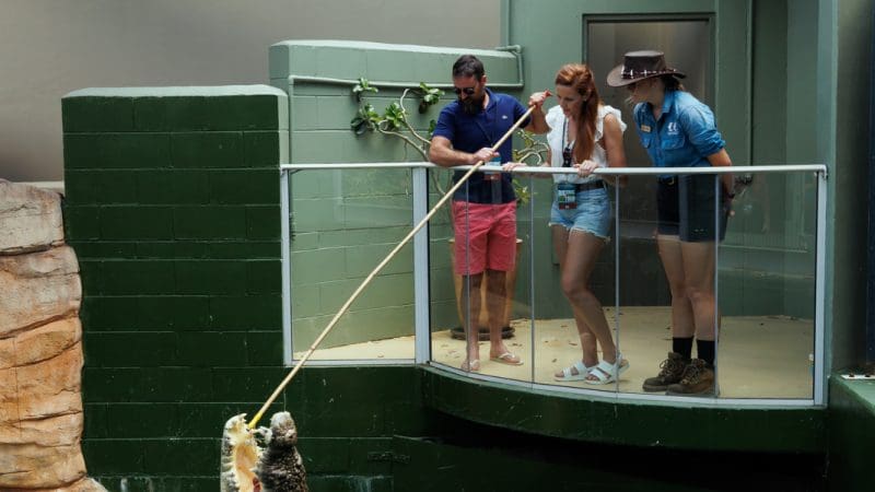 VIP Crocodile Encounter: Three guests watch a zookeeper feed a giant crocodile in an outdoor wildlife park enclosure, exclusive tour.