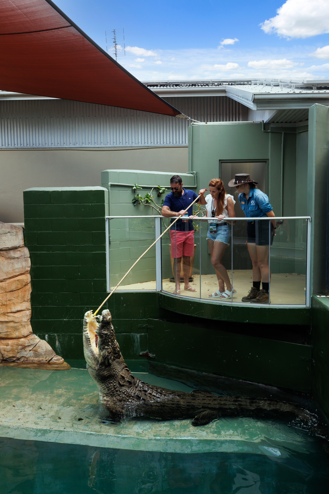 VIP Crocodile Encounter: Three guests watch a zookeeper feed a giant crocodile in an outdoor wildlife park enclosure, exclusive tour.