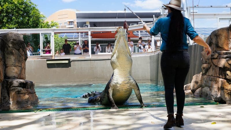 Woman in hat feeding towering crocodile at Crocosaurus Cove, visitors observing safely behind glass enclosure, wildlife attraction scene.