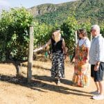 Three people on a classic wine tour walk through a sunlit vineyard, admiring lush grapevines amid scenic green hills.