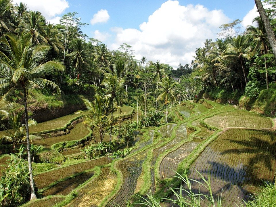 Rice Fields in Bali