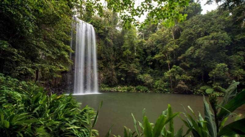 Experience the breathtaking Atherton Tablelands waterfall as it plunges into a serene green pool on an exclusive private tour.