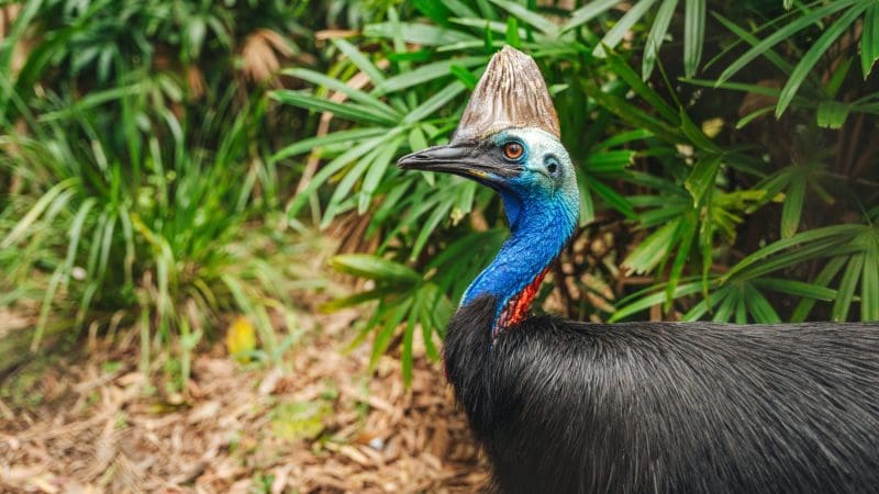 A striking blue-headed cassowary stands amid lush green foliage, sighted during the 14-Day Sydney to Cairns with Fraser Island Tour.