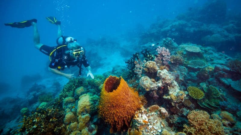 Discover a scuba diver navigating bright coral reefs, mirroring adventures on the 14 Day Sydney to Cairns with Fraser Island Tour.