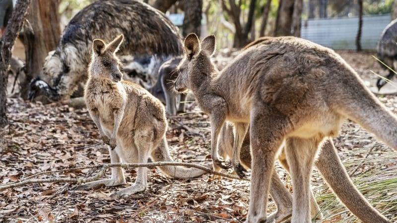 Two kangaroos in a sun-dappled Australian forest, evoking wildlife encounters on a Sydney to Cairns with Fraser Island Whitsundays tour.