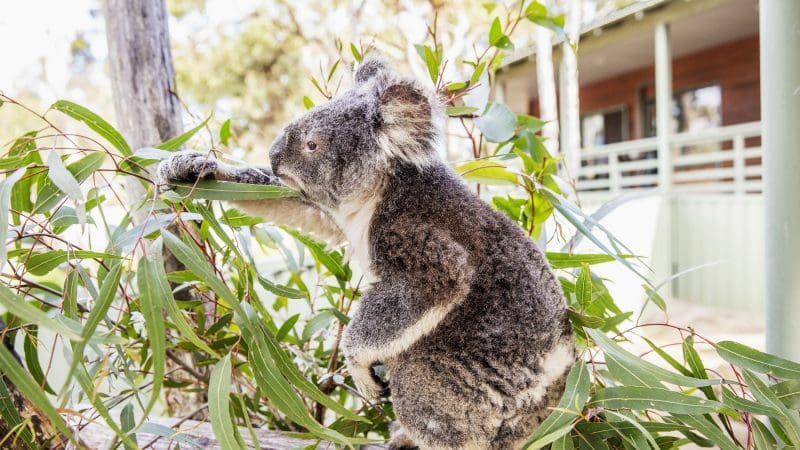Discover a koala perched on a wooden fence, nestled among lush eucalyptus leaves—an iconic scene on the 16 Day East Coast Australia Tour.
