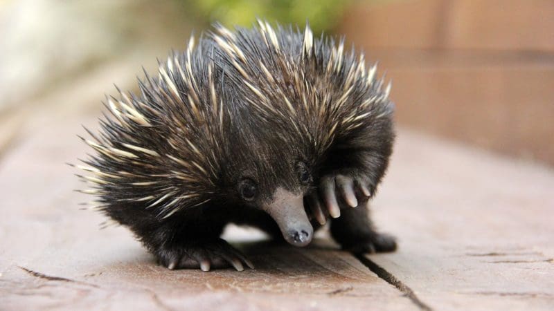 Discover a spiky-quilled echidna exploring lush greenery, seen on an 8 Day Sydney to Brisbane With Fraser Island wildlife tour.