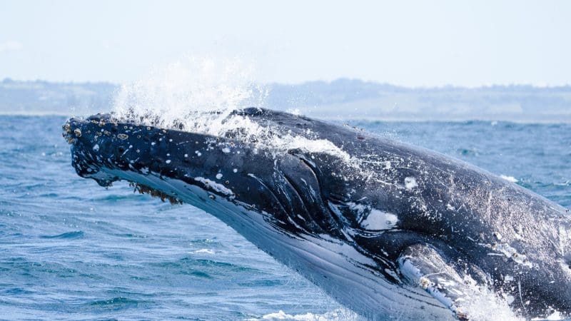 Majestic humpback whale breaching the ocean on a 16-Day Best of East Coast Australia Comfort Tour from Sydney—unforgettable adventure.