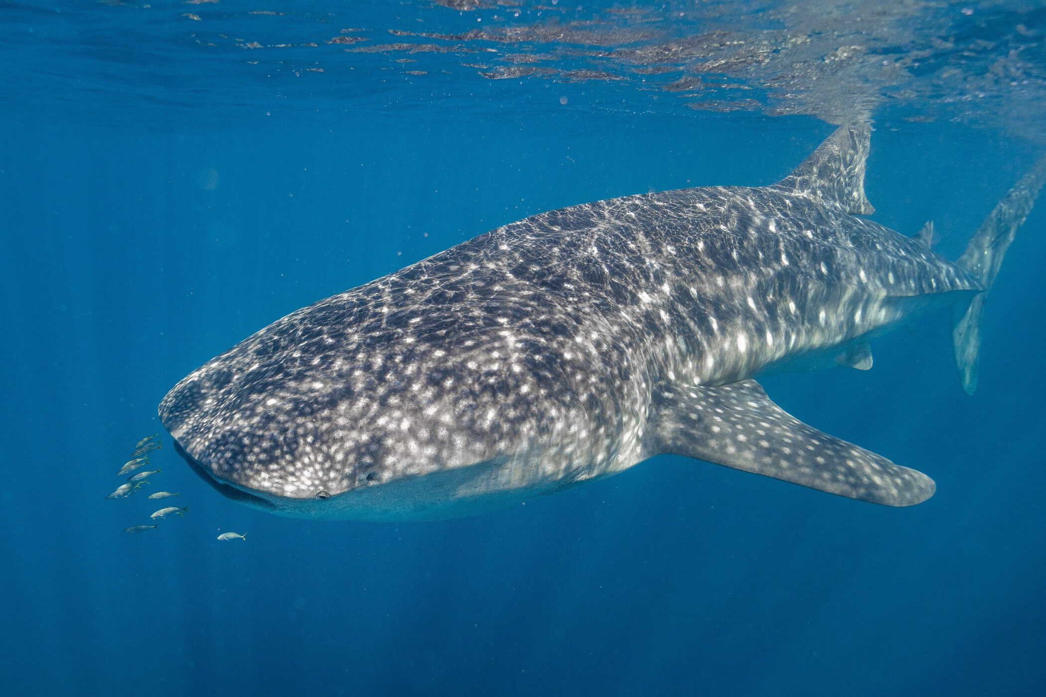 A majestic whale shark glides beneath the surface at Ningaloo Reef, accompanied by small fish by its mouth—iconic marine wildlife.