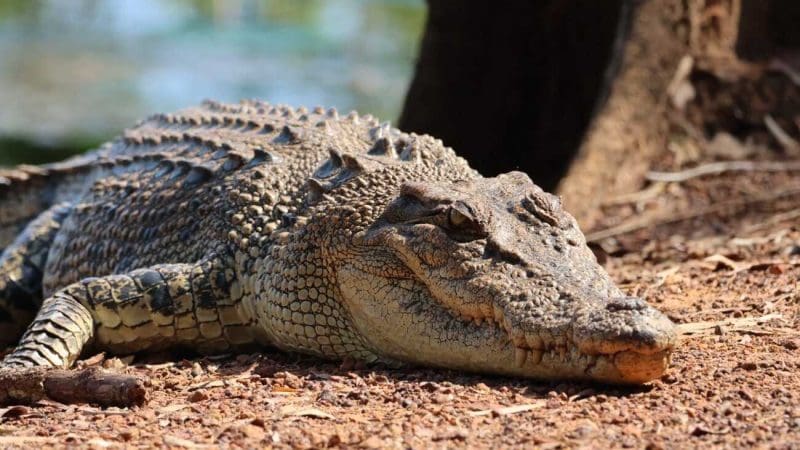 Crocodile sunbathing on dry land by the water’s edge, seen during a Kakadu National Park crocodile cruise adventure tour.