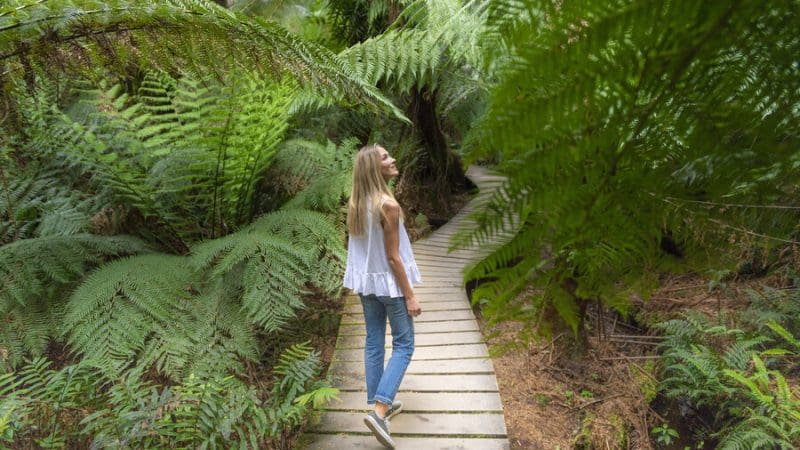 Woman hikes scenic rainforest along wooden trail surrounded by vibrant ferns on the 1 Day Great Ocean Road Reverse Eco Tour.