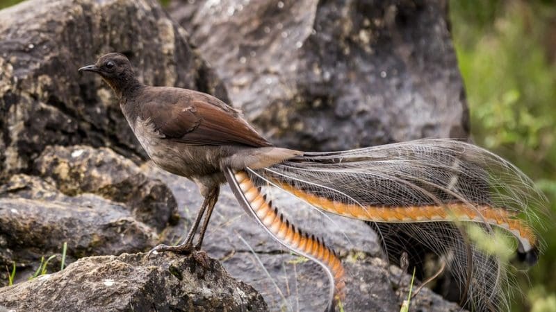 Superb lyrebird displaying ornate, fanned tail feathers in the Blue Mountains at sunset on a 1 Day Wilderness Tour—iconic wildlife sighting.