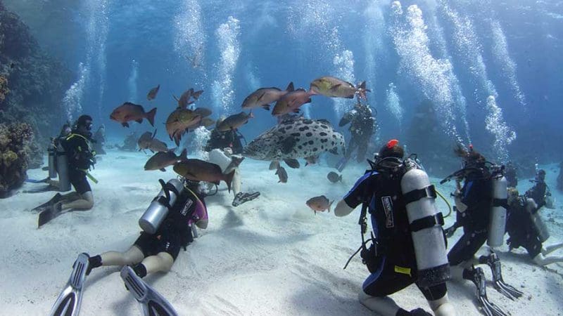 Divers on a 2 Day 1 Night PADI Advanced Dive Course encounter a giant stingray and tropical fish gliding over the sandy ocean floor.
