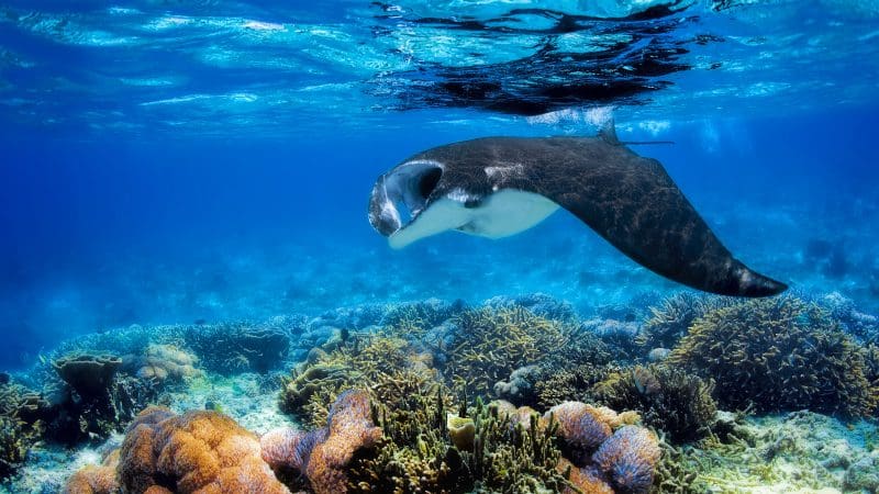 a mantaray swimming across a reef system on the West Coast of Australia