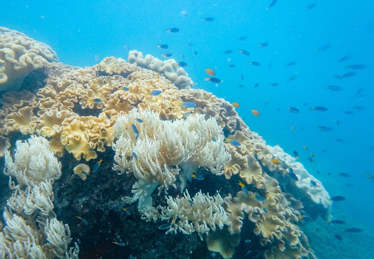 Great Barrier Reef Tours Great Barrier Reef Tours